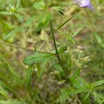 Collinsia parviflora Foglia