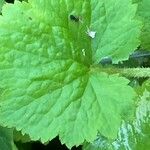 Tellima grandiflora पत्ता