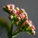 Dombeya ciliata Çiçek