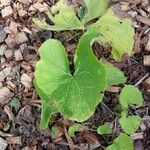 Ligularia fischeri Leaf