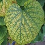 Aristolochia macrophylla Foglia