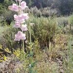 Penstemon palmeri Flor