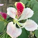 Bauhinia monandra Цвят