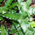 Asplenium scolopendrium Likasa