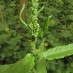 Rumex conglomeratus Φύλλο