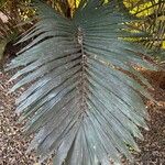 Arenga porphyrocarpa Folha