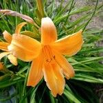 Hemerocallis dumortieriLorea