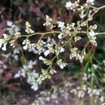 Limonium bellidifolium Fleur