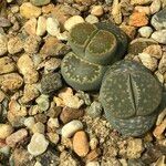 Lithops spp. 整株植物