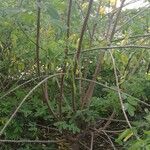 Senna bicapsularis Rinde