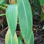 Canna glauca Blad