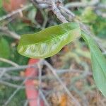 Ochna integerrima Leaf