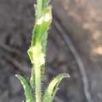 Camelina microcarpa Leaf