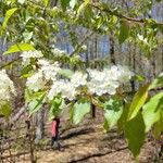 Prunus pensylvanica Folla