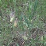 Crotalaria sagittalis Froito