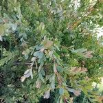 Leptospermum laevigatum Blad