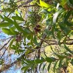 Embelia angustifolia Fruit