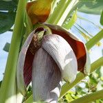 Musa balbisiana Flors