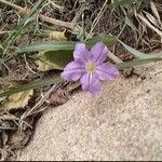 Ruellia humilis Kvet