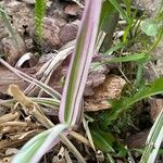 Phalaris arundinacea Feuille