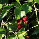 Smilax aspera Fruit