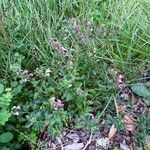 Teucrium chamaedrys Hábitos