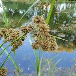 Scirpus atrovirens Fula