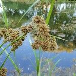 Scirpus atrovirens 花