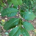 Bourreria succulenta Leaf