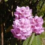 Rhododendron kesangiae Çiçek