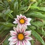 Gazania linearisCvet