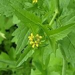 Sisymbrium officinale Flower