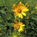 Helianthus hirsutus Агульны выгляд