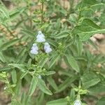 Salvia reflexa 花