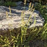 Polypogon viridis Habitat