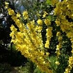 Verbascum pulverulentum Hábito