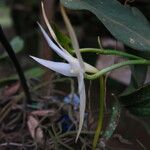 Angraecum sanfordii फूल