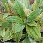 Diatelia tuberaria Likasa