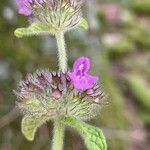 Clinopodium vulgareFlower