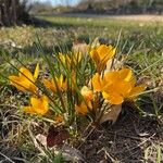 Crocus chrysanthus Flor
