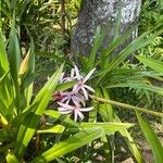 Crinum asiaticumFlor