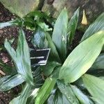 Aspidistra connata Liść