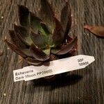 Echeveria affinis Ліст