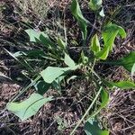 Bupleurum rigidum Leaf