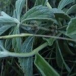 Leucas tomentosa Otro