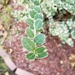 Euonymus fortunei Blad