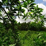 Acnistus arborescens ശീലം