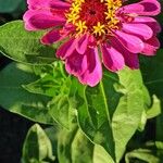 Zinnia elegansBloem