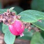 Symphoricarpos orbiculatus Frucht