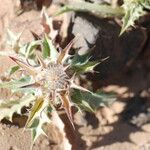 Atractylis babelii Flower